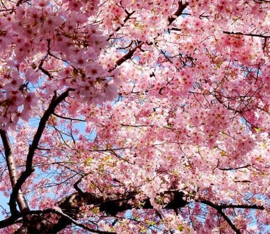 ТОП-5 мест Ивано-Франковска, куда уже пришла весна