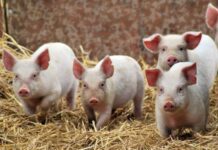 Прикарпатець створив унікальний корм для свійських тварин