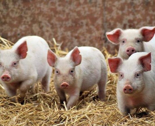 Прикарпатец создал уникальный корм для домашних животных