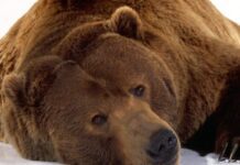 На Прикарпатье в Центре реабилитации диких животных проснулись спасены медведи