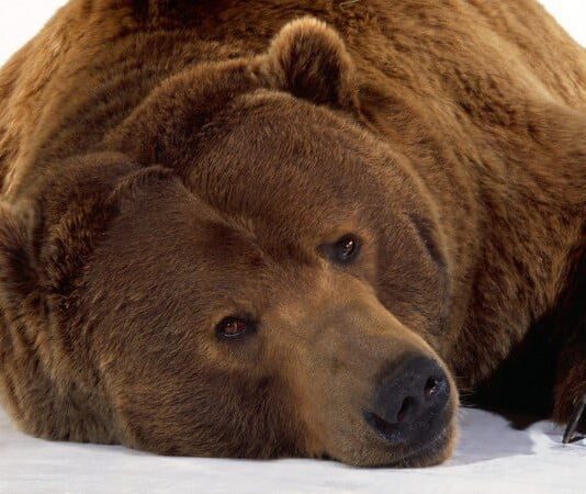 На Прикарпатье в Центре реабилитации диких животных проснулись спасены медведи