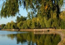 На городском озере Ивано-Франковска массово гибнет рыба