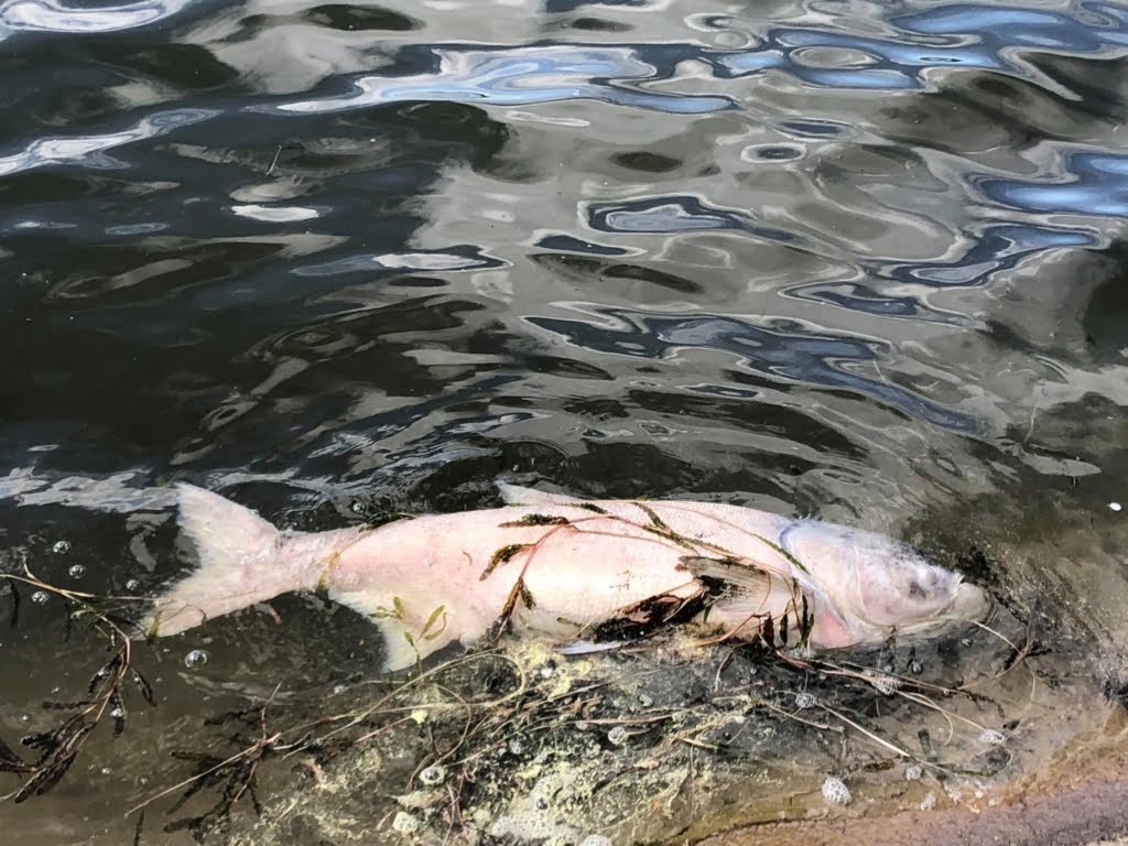 на міському озері івано-франківська масово гине риба