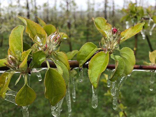 Весна передумала: на Прикарпатье идут заморозки