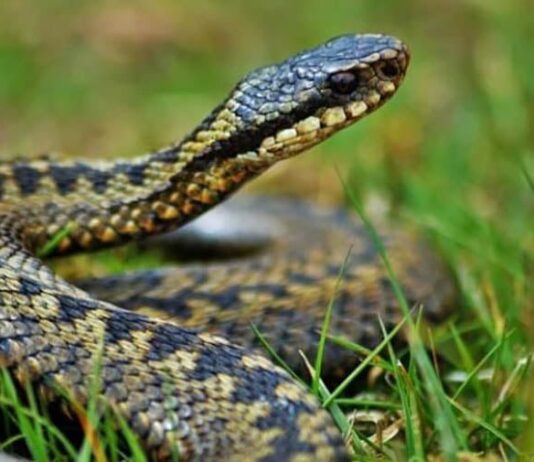 На Прикарпатье активизировались змеи