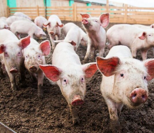 На Франковщине обнаружили африканскую чуму свиней