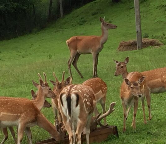 Лани и Олени: как в прикарпатском селе на частной территории живут дикие животные?