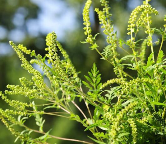 Одной из франковских ОТГ угрожает опасный сорняк