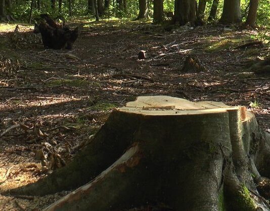 Проблемы с вырубкой деревьев: в предгорье Карпат срублено около 50% леса