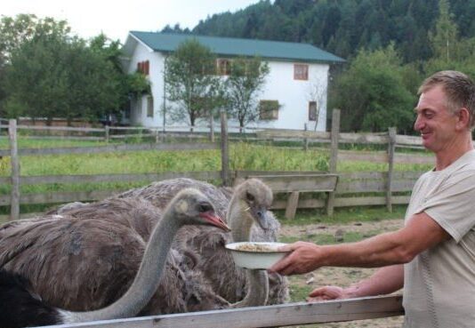 Страусы во дворе: на Прикарпатье мужчина выращивает экзотических птиц