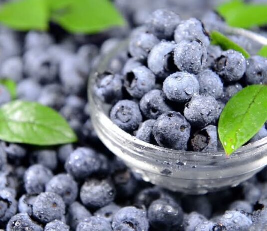 Целая черничная плантация появится в селе Малая Камянка в Коломыйском районе