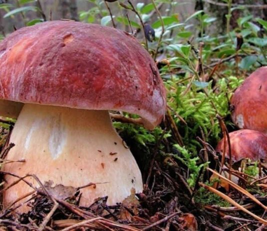 На Ополье целая семья отравилась грибами. Основные правила безопасности для грибоедов