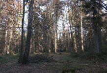 Спасти Черный лес: на Ивано-Франковщине хотят создать новый нацпарк