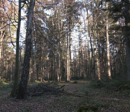 Спасти Черный лес: на Ивано-Франковщине хотят создать новый нацпарк