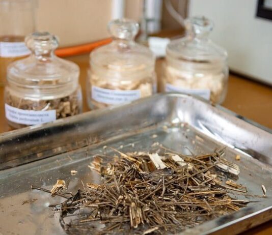 Изготавливают бумагу: на Ивано-Франковщине нашли полезное применение ядовитого растения