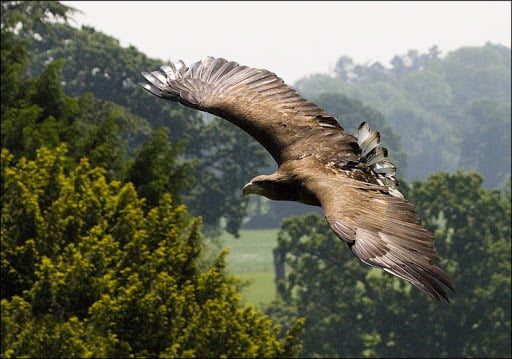 На Прикарпатье над рекой Днестр заметили редкую птицу