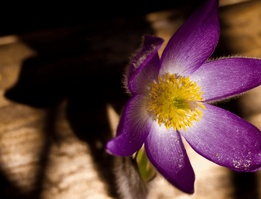 Распространила объявление в сети: на Прикарпатье женщина пыталась продать краснокнижное растение