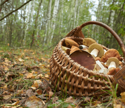 Грибной сезон: что собирать в прикарпатских лесах