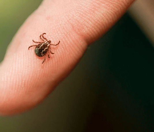Клещи атакуют: как уберечься франковцам