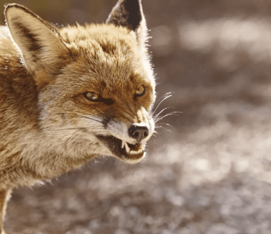 Прикарпатец пострадал от укуса бешеной лисы: что нужно знать о бешенстве