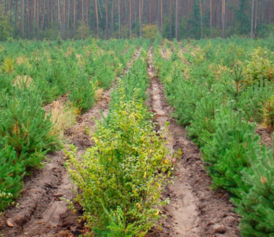Как прикарпатские лесоводы ухаживают за молодым лесом