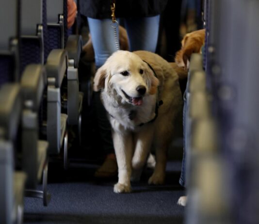 Как и каких животных можно перевозить в общественном транспорте Ивано-Франковска