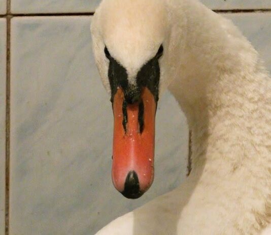 В Ивано-Франковске спасли лебедей, примерзших к льду