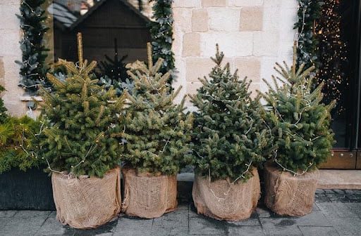 На Прикарпатье заготовят более 24 тысяч новогодних деревьев и 50 тысяч веток