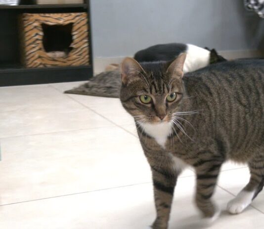 Дом Серка» нуждается в помощи: почти полмиллиона гривен долга