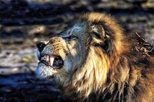 Жители Старуни жалуются на гуляющего по улицам льва