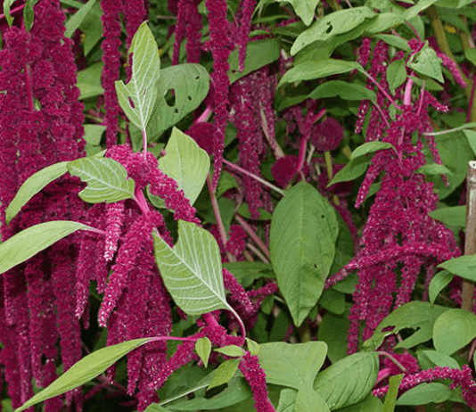 Как выращивать амарант