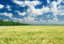 Що робитимуть з вільними землями у Івано-Франківську
