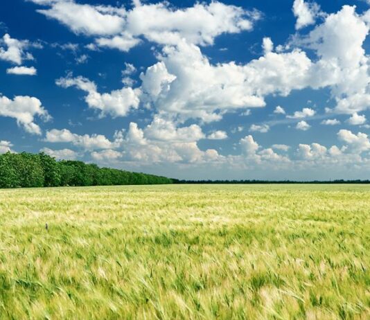 Что будут делать со свободными землями в Ивано-Франковске