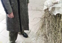 Сила в доброте и единстве: прикарпатка прислала гибискусы, яблони и вишни в Харьков
