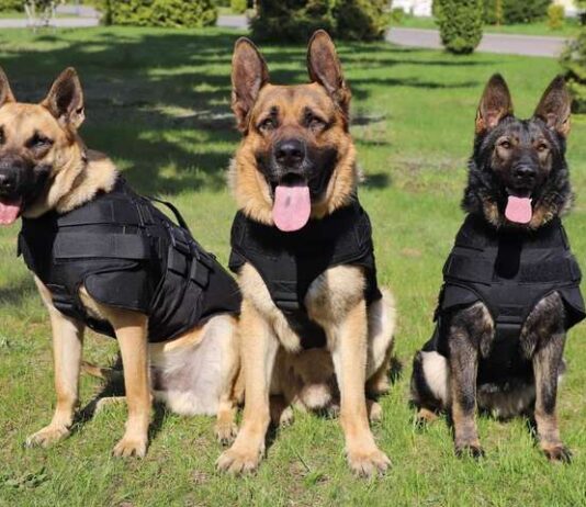 Как в Ивано-Франковске готовят четырехлапых специалистов