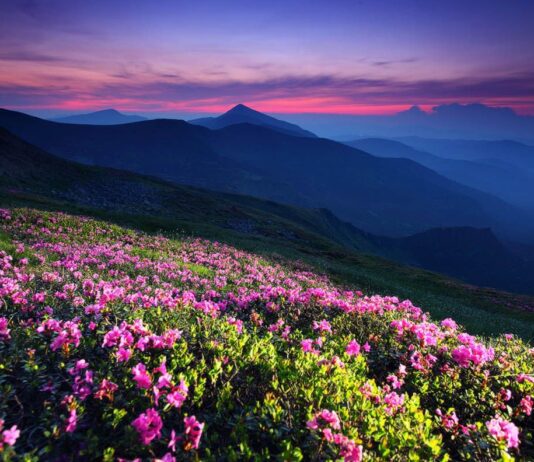 Леса Ивано-Франковской области: чем удивит вас флора и фауна Карпат