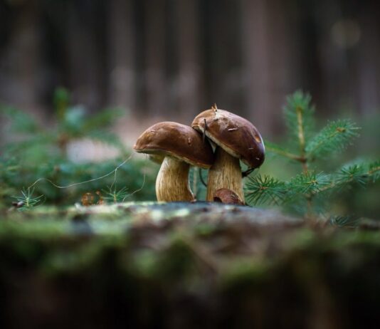 Что нужно знать о съедобных и ядовитых грибах Прикарпатья