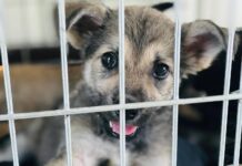 “Прихисти друга”: як благодійна організація на Прикарпатті лікує тварин із зони бойових дій