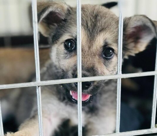 «Приюти друга»: как благотворительная организация на Прикарпатье лечит животных из зоны боевых действий