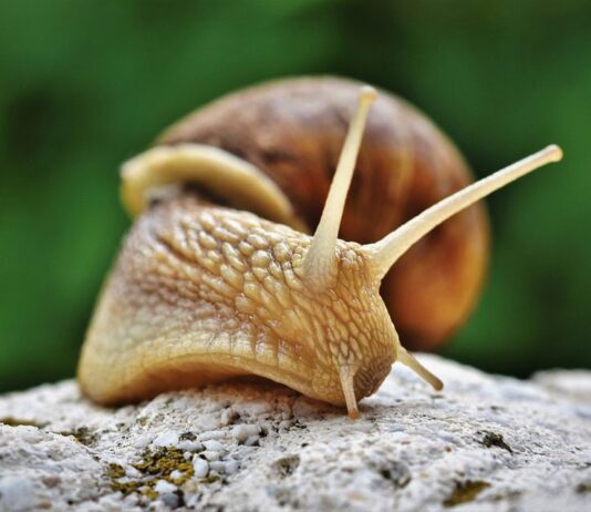 Тише едешь — дальше будешь. Улиточная ферма на Прикарпатье