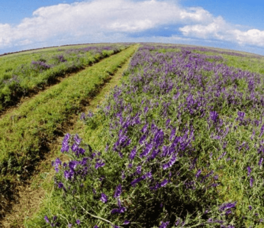 История заповедников Прикарпатья