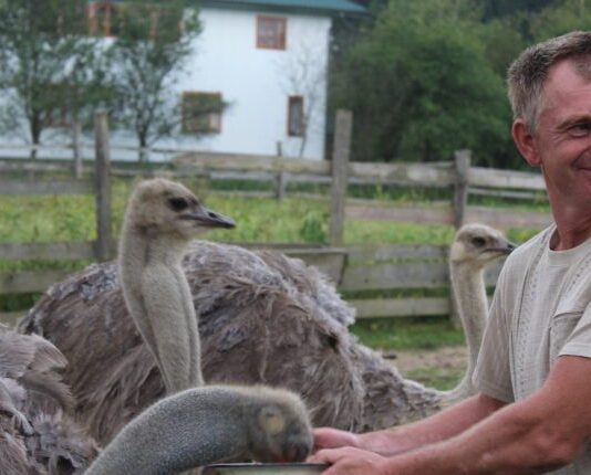 Страусиная ферма на Прикарпатье