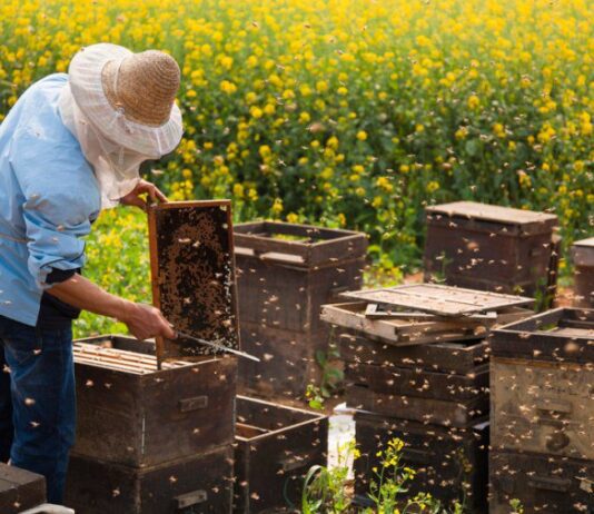 Инновации в пчеловодстве на Ивано-Франковщине