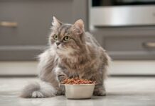 Український корм для котів Клуб 4 Лапи