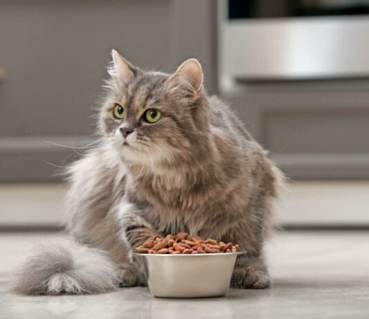 Украинский корм для кошек Клуб 4 Лапы