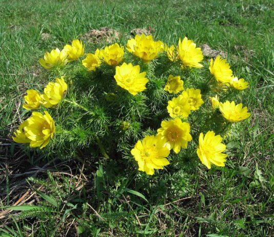 Самые популярные растения на Прикарпатье