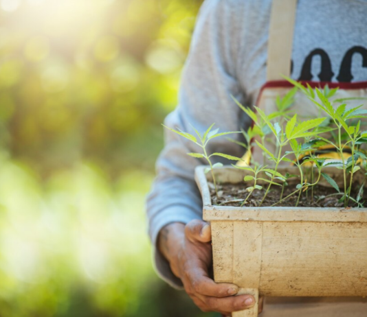 Вибір кращого насіння конопель: особливості застосування