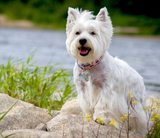Самые популярные породы собак в Ивано-Франковске