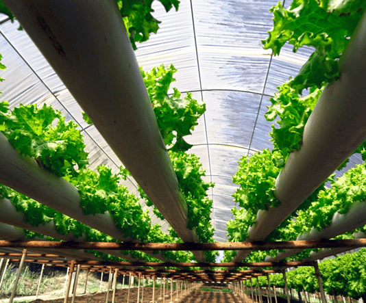 Гидропоника: современные методы внесения удобрений