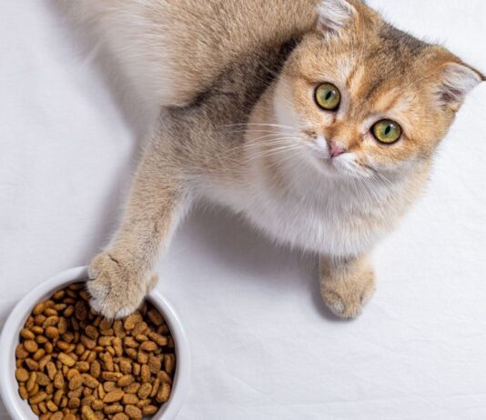 Какой сухой корм лучше подойдет вашему коту: анализ популярных брендов